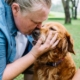 Managing Pets in Halifax Rental Properties
